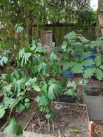 Ginkgo biloba, gingko, bonsai, levensboom, zaailing , 2-jari, Vaste plant, Ophalen of Verzenden