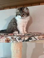 Kitten meet Stamboom, Dieren en Toebehoren, Katten en Kittens | Raskatten | Korthaar, Ontwormd