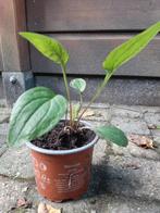 Zonnehoed planten (Echinacea) planten, Tuin en Terras, Planten | Tuinplanten, Ophalen, Overige soorten, Volle zon