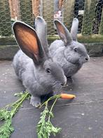 1 Rammetje Vlaamse reuzen/Vlaamsereus Raszuiver Blauw, Dieren en Toebehoren, Konijnen, Meerdere dieren, Groot, 0 tot 2 jaar