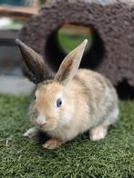 Lieve dwerg x hangoor konijntjes, Dieren en Toebehoren, Konijnen, Meerdere dieren, Dwerg, Hangoor, 0 tot 2 jaar