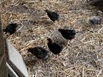 Wyandotte krielkip kuikens, Dieren en Toebehoren, Meerdere dieren, Kip