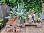 Agaves / Cactussen - Verschillende (winterharde) soorten, Tuin en Terras, Volle zon, Vaste plant, Bloeit niet, Ophalen