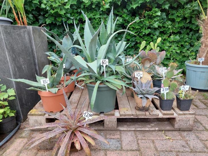 Agaves / Cactussen - Verschillende (winterharde) soorten, Tuin en Terras, Planten | Tuinplanten, Vaste plant, Overige soorten