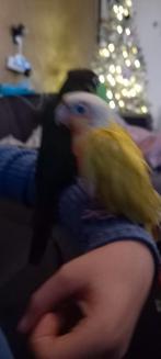 Nog 2 lieve tamme pyrhuras beschikbaar., Dieren en Toebehoren, Vogels | Parkieten en Papegaaien, Geslacht onbekend, Parkiet, Geringd