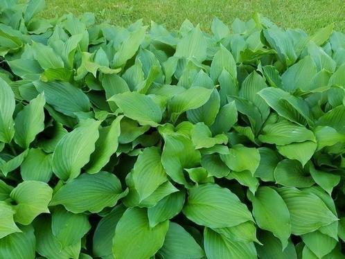 Hosta vaste plant aanbieding 4 voor 5 euro, Tuin en Terras, Planten | Tuinplanten, Vaste plant, Bodembedekkers, Halfschaduw, Zomer