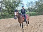 Erg lieve D-pony te koop voor de ervaren ruiter., Dieren en Toebehoren, B, Ruin, Dressuurpony, Ontwormd
