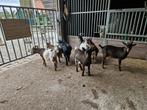 Bokjes, Dieren en Toebehoren, Schapen, Geiten en Varkens, Mannelijk, Geit, 0 tot 2 jaar