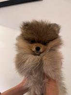 Pomeriaan pups, Dieren en Toebehoren, Overige rassen, 8 tot 15 weken, Meerdere, Meerdere dieren