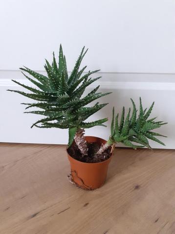 Gratis* vetplant beschikbaar voor biedingen