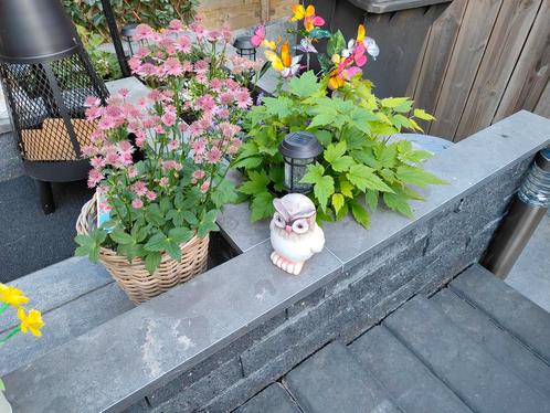 Vijverrand blue moon honed linea 100x20x3cm, Tuin en Terras, Vijvers, Nieuw, Ophalen
