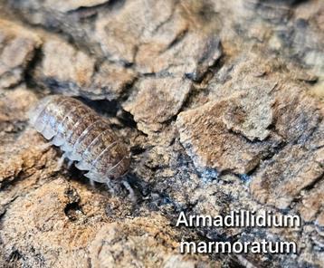 Armadillidium marmoratum  beschikbaar voor biedingen