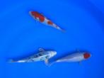 Diverse Japanse koi karper | Koikarpers  | Tosai vissen, Dieren en Toebehoren, Karper of Koi