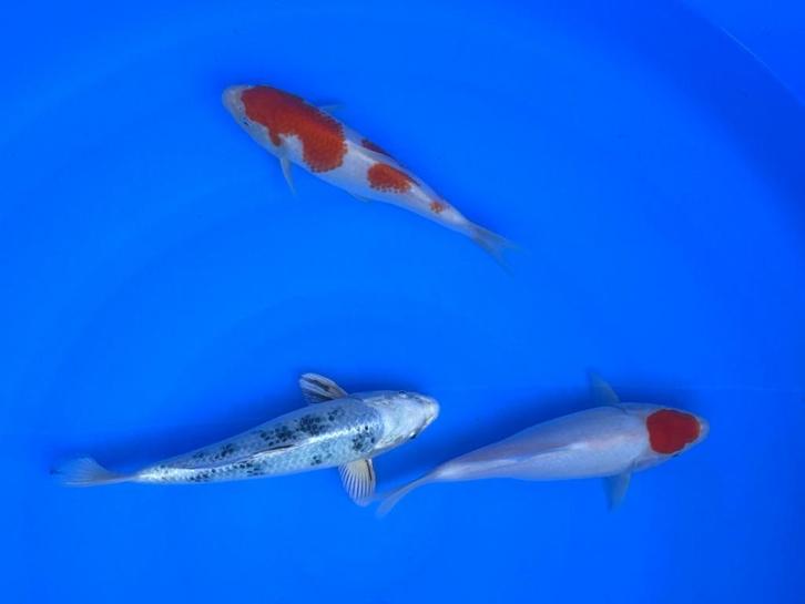 Diverse Japanse koi karper | Koikarpers  | Tosai vissen, Dieren en Toebehoren, Vissen | Vijvervissen, Karper of Koi