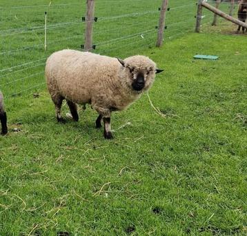 Hamshire down ooi  beschikbaar voor biedingen