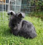 Raszuiver Engels Angora konijntje max full face 8 weken!, Dieren en Toebehoren, Konijnen, Meerdere dieren
