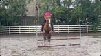 Verzorgpaard/pony gezocht, Dieren en Toebehoren, Ophalen, Nieuw, Overige soorten