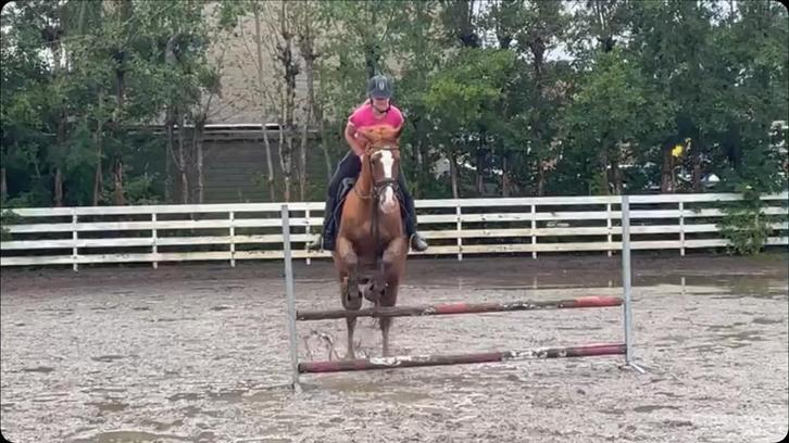 Verzorgpaard/pony gezocht, Dieren en Toebehoren, Paarden en Pony's | Overige Paardenspullen, Nieuw, Overige soorten, Ophalen