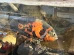 Pauw oog cichlide, Dieren en Toebehoren, Vissen | Aquariumvissen, Vis