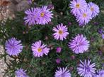 Herfst Aster, Vaste plant, Halfschaduw, Herfst, Ophalen