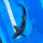 Siberische steurRond de 65 cm, Dieren en Toebehoren, Steur
