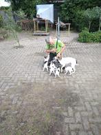 Prachtig nestje boerenfox hondjes te koop, Dieren en Toebehoren, Honden | Jack Russells en Terriërs, Overige rassen, 8 tot 15 weken