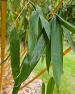 Phyllostachys Vivax McClure | Snelgroeiende Reuzenbamboe, In pot, Bloeit niet, Halfschaduw, 400 cm of meer