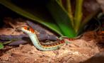 GEZOCHT: Sirtalis Kousenband Slangen GEZOCHT!!, Dieren en Toebehoren, Reptielen en Amfibieën, Slang, Tam