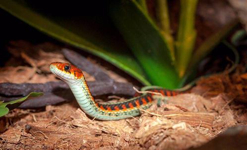 GEZOCHT: Sirtalis Kousenband Slangen GEZOCHT!!, Dieren en Toebehoren, Reptielen en Amfibieën, Slang, Tam
