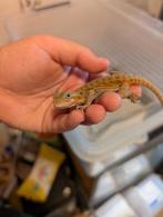 Jonge baardagaam 0.1, Dieren en Toebehoren, Hagedis, Tam, 0 tot 2 jaar