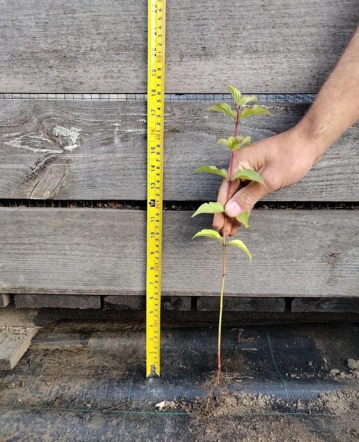 Rode kornoelje | Wortelgoed | Nu te reserveren, Tuin en Terras, Planten | Struiken en Hagen, Struik, Overige soorten, Minder dan 100 cm
