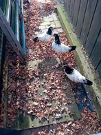 2 hennen van de lakenvelder kippen met een haan, Dieren en Toebehoren, Pluimvee, Meerdere dieren, Kip