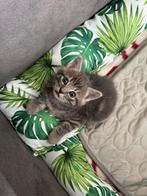 Europees korthaar kittens - 3 maanden, Meerdere dieren, Ontwormd, 0 tot 2 jaar