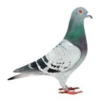 Willem de Bruijn -Embregts-Theunis - G & S Verkerk, Geslacht onbekend, Postduif