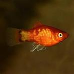 neon marigold platy €3,95, Dieren en Toebehoren, Vissen | Aquariumvissen, Vis, Zoetwatervis