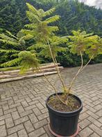 Jacaranda, Ophalen, Overige soorten, Volle zon