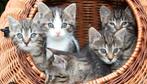Gezocht! 1/2 kittens