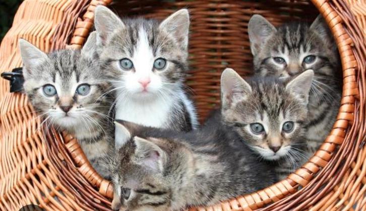 Gezocht! 1/2 kittens, Dieren en Toebehoren, Katten en Kittens | Overige Katten