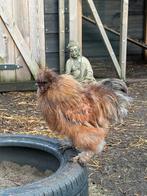 Zijdehoender haan en zijdehoender krielkip te koop, Dieren en Toebehoren, Meerdere dieren, Kip