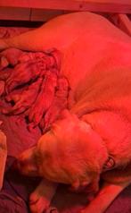 Labrador retriever pups blond redfox teefjes/ reutjes, Seizoenskaart, Eén persoon