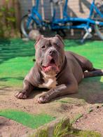 Bully xxl zoek nieuwe warme mand, Dieren en Toebehoren, 1 tot 2 jaar, Parvo, Eén hond, Nederland