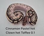Ball Python regius 0.1 2025, Dieren en Toebehoren, Slang, 0 tot 2 jaar