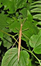 PSG 4 – Sipyloidea sipylus, Ophalen, Lente