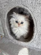 Perzische Te koop kitten met stamboom, Dieren en Toebehoren, Katten en Kittens | Raskatten | Langhaar, Kater, Gechipt, 0 tot 2 jaar
