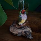 Opgezette gouldamadine, Ophalen of Verzenden, Nieuw, Vogel, Opgezet dier