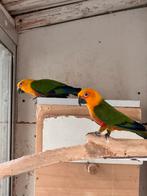 Mooi koppel Jendaya’s met DNA papieren, Dieren en Toebehoren, Vogels | Parkieten en Papegaaien, Meerdere dieren, Parkiet