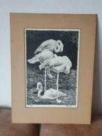 Litho Flamingo's Dirk Homberg ( 1885-1952 ), Antiek en Kunst, Ophalen