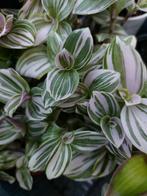 Tradescantia Albiflora Albovittata ( Pink clone), Huis en Inrichting, Kamerplanten, Ophalen of Verzenden, Overige soorten, Minder dan 100 cm