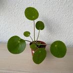 Pilea ‘Mojito’ stekjes (Beschikbaar: 6), Huis en Inrichting, Kamerplanten, Ophalen, Overige soorten, Halfschaduw, Minder dan 100 cm