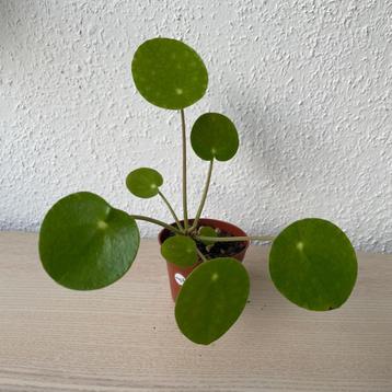 Pilea ‘Mojito’ stekjes (Beschikbaar: 6) beschikbaar voor biedingen